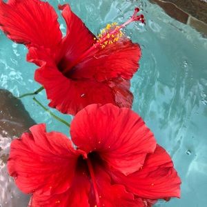 Meet your Posher, Cynthia